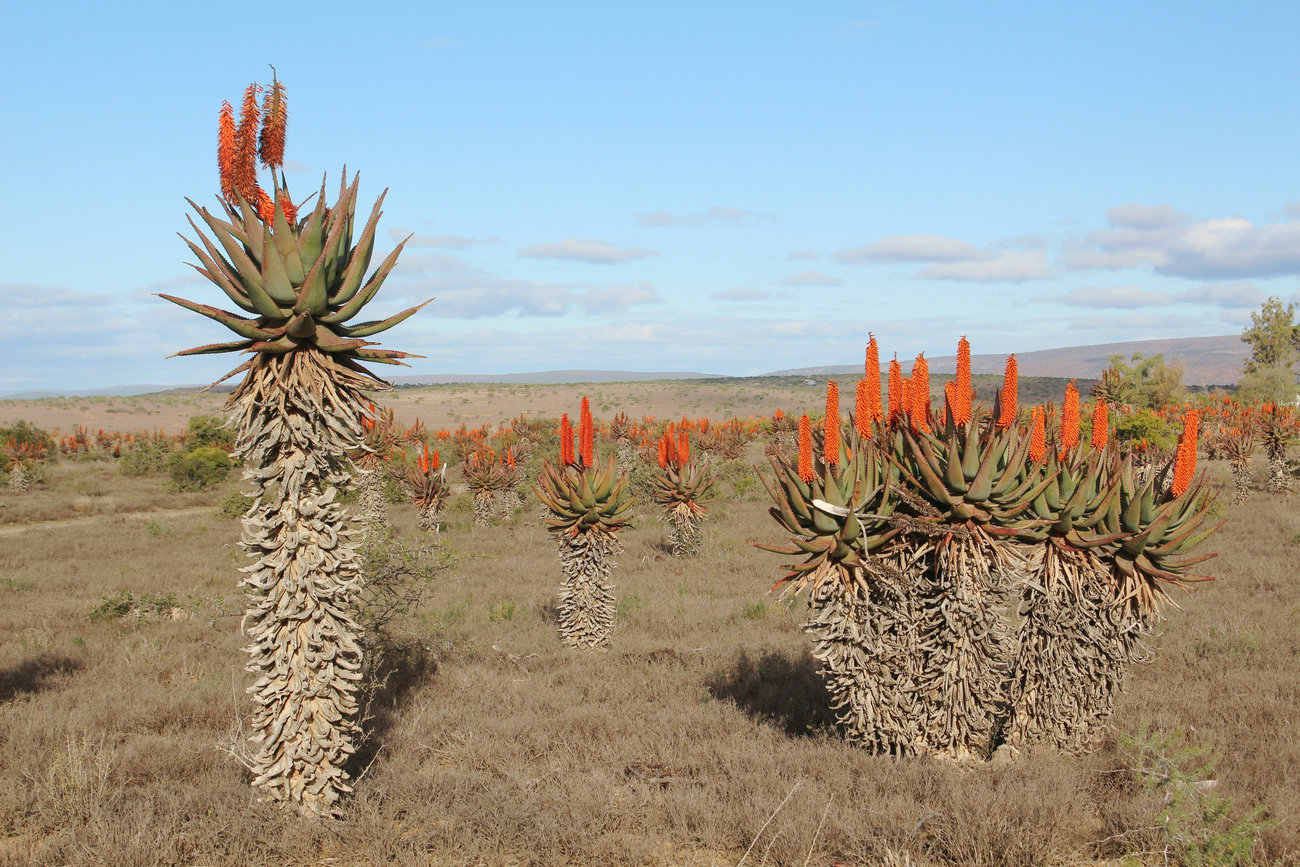 A landscape of Aloe ferox in full bloom in winter in the Eastern Cape, South Africa.