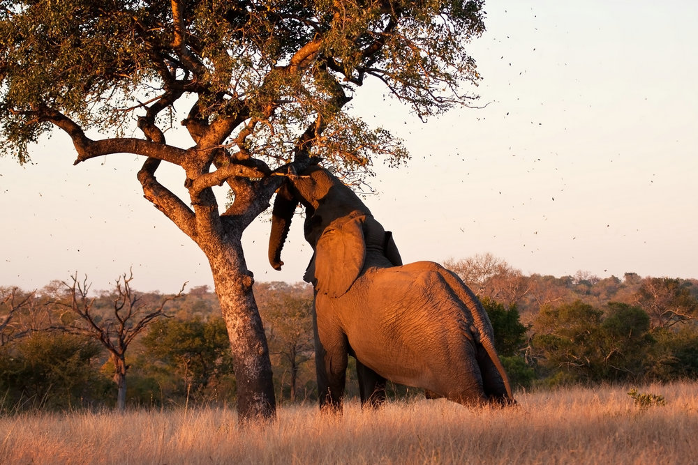 MISS AFRICA MARULA (2)