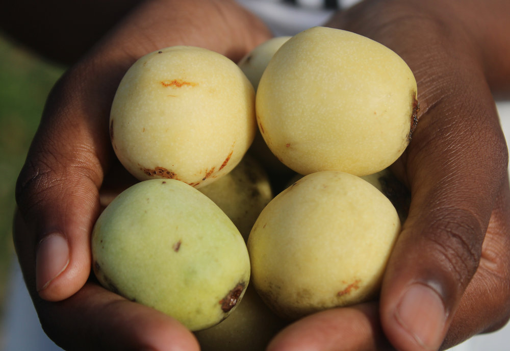 MISS-AFRICA-MARULA-0001